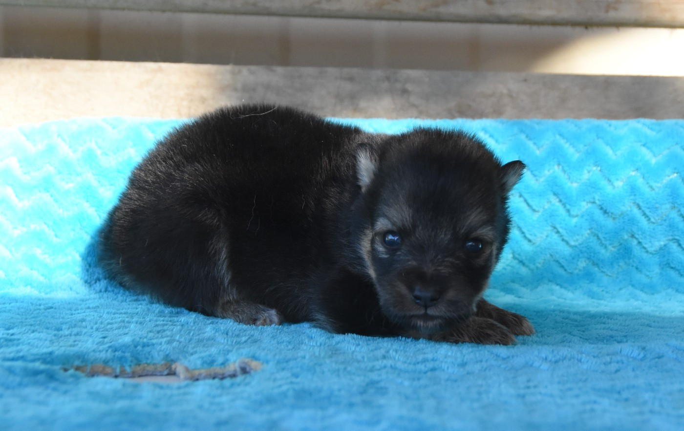 des Collines de Sagne - Chiots disponibles - Chien finnois de Laponie