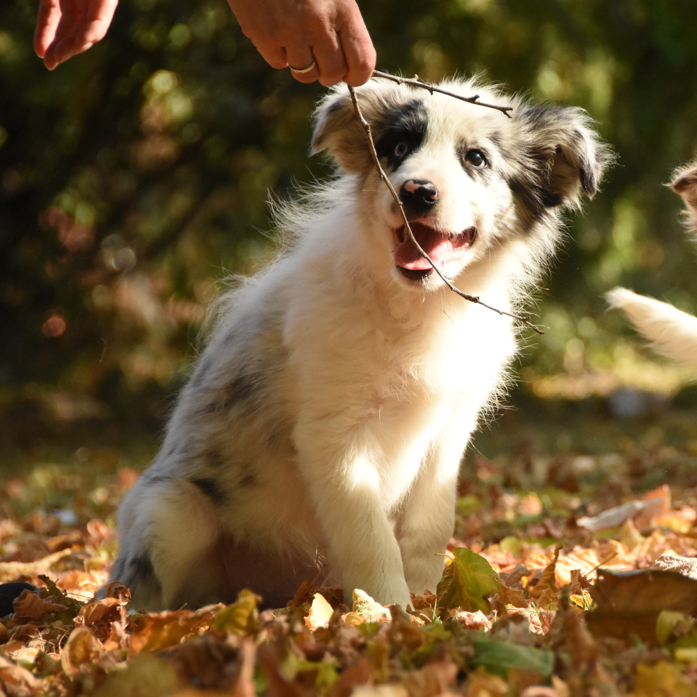des Collines de Sagne - Chiots disponibles - Border Collie