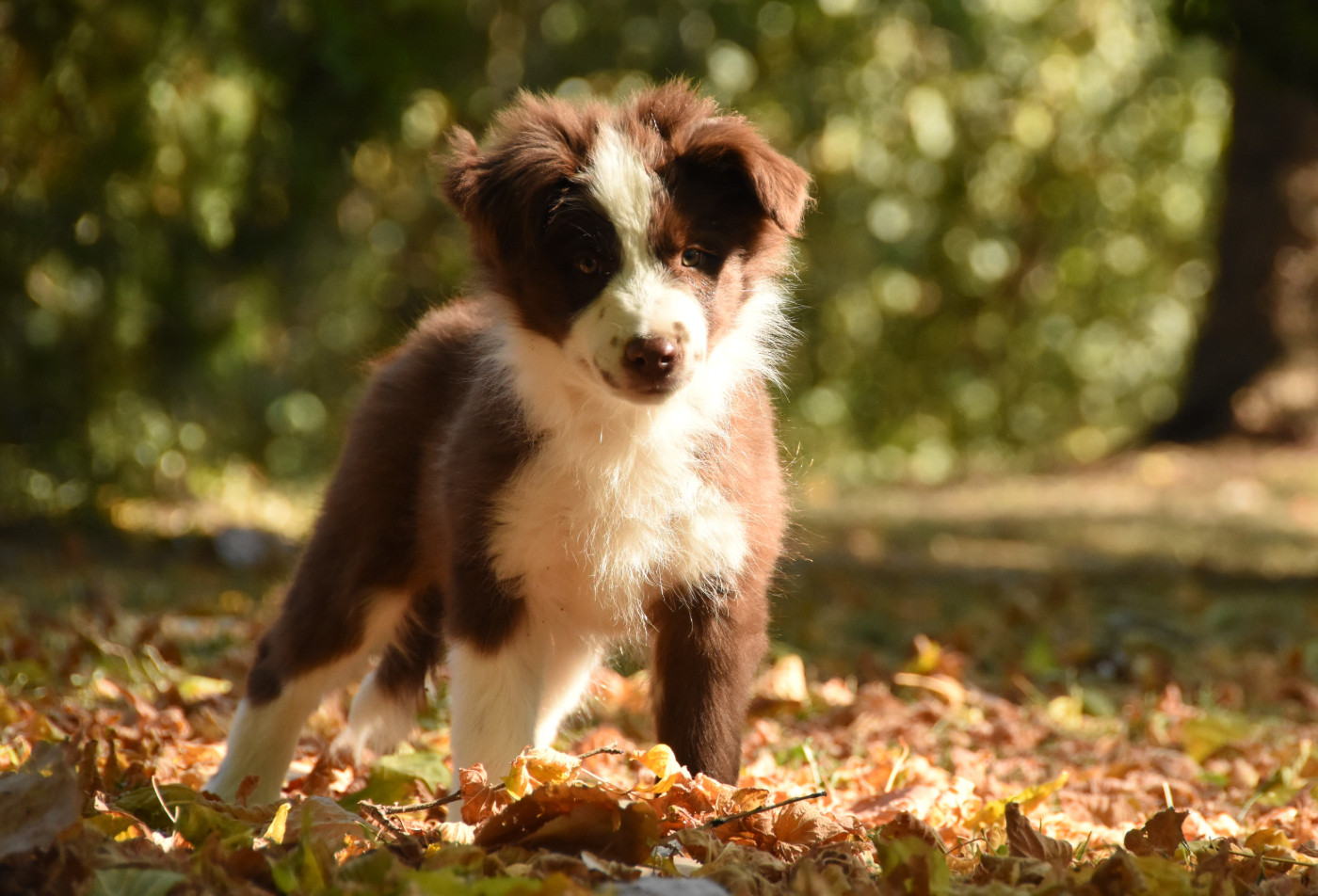 des Collines de Sagne - Chiots disponibles - Border Collie