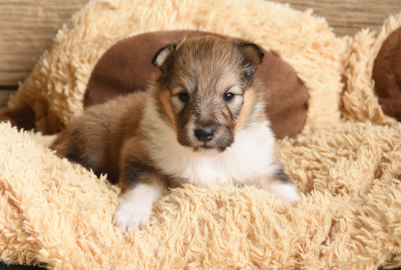 des Collines de Sagne - Chiots disponibles - Shetland Sheepdog