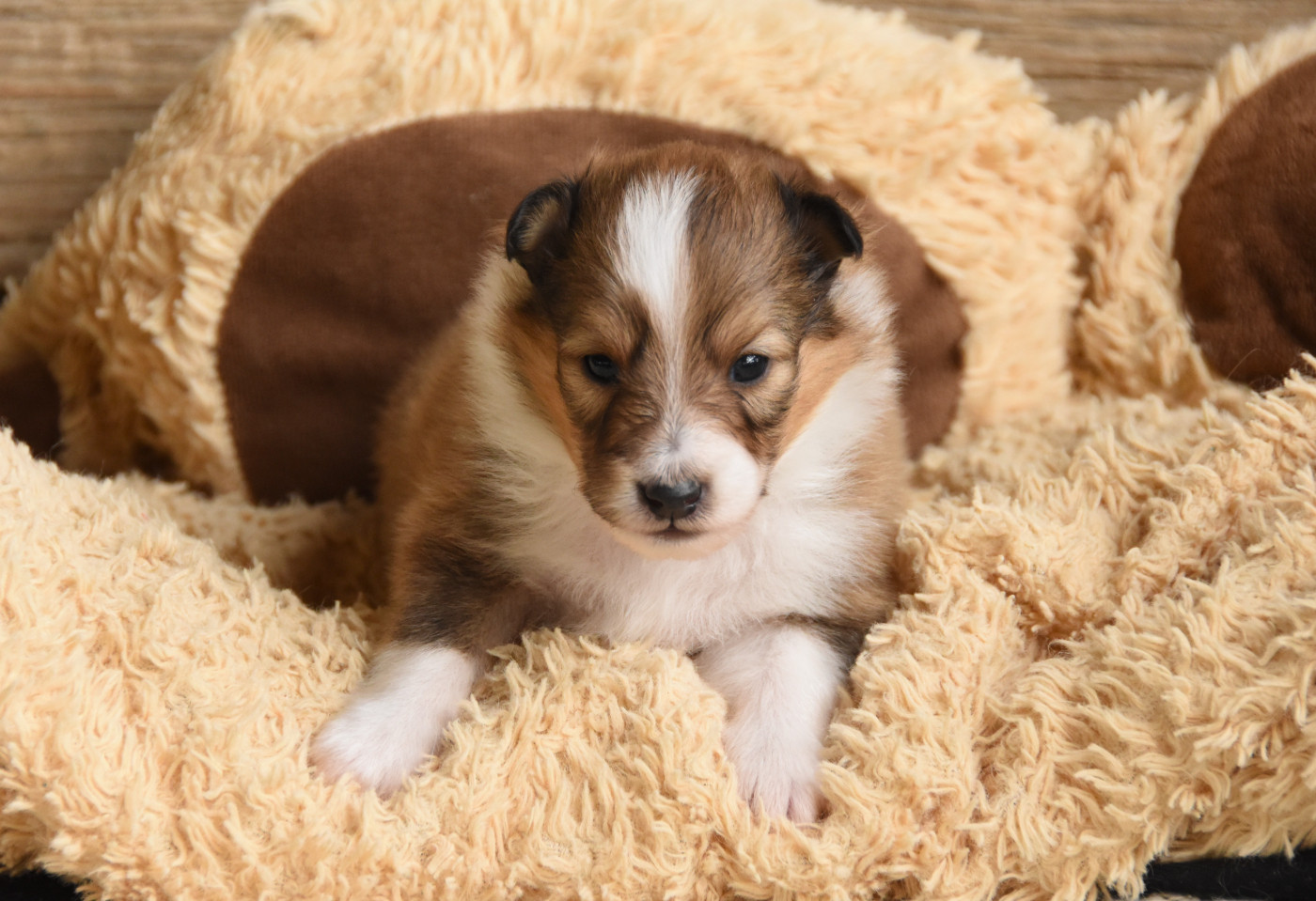 des Collines de Sagne - Chiots disponibles - Shetland Sheepdog