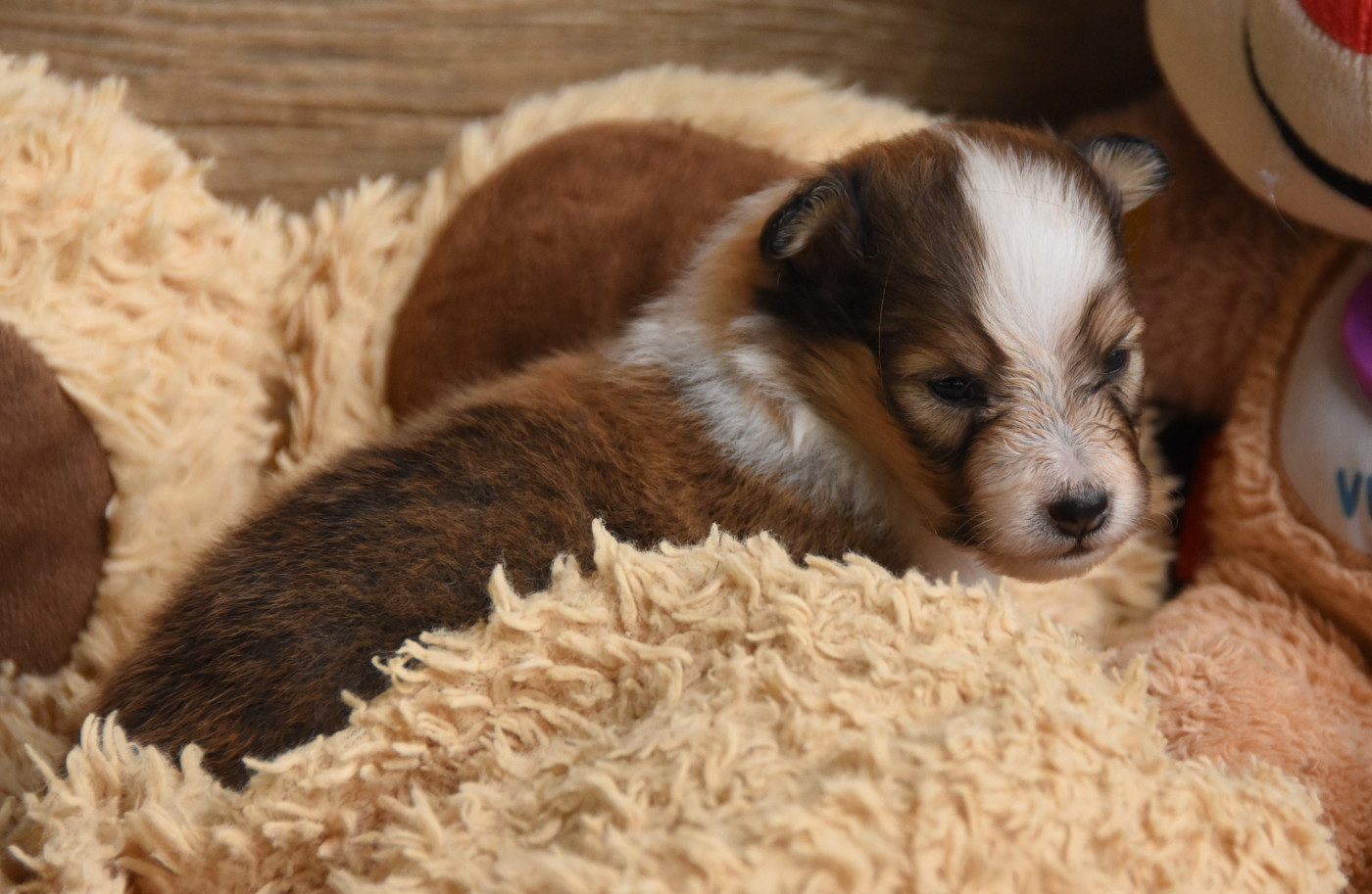 des Collines de Sagne - Chiots disponibles - Shetland Sheepdog