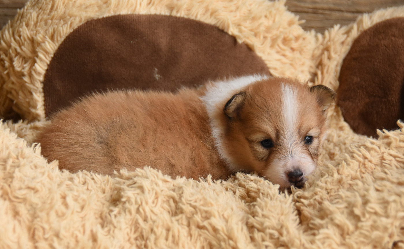des Collines de Sagne - Chiots disponibles - Shetland Sheepdog