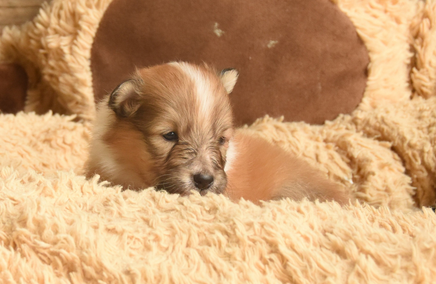 des Collines de Sagne - Chiots disponibles - Shetland Sheepdog