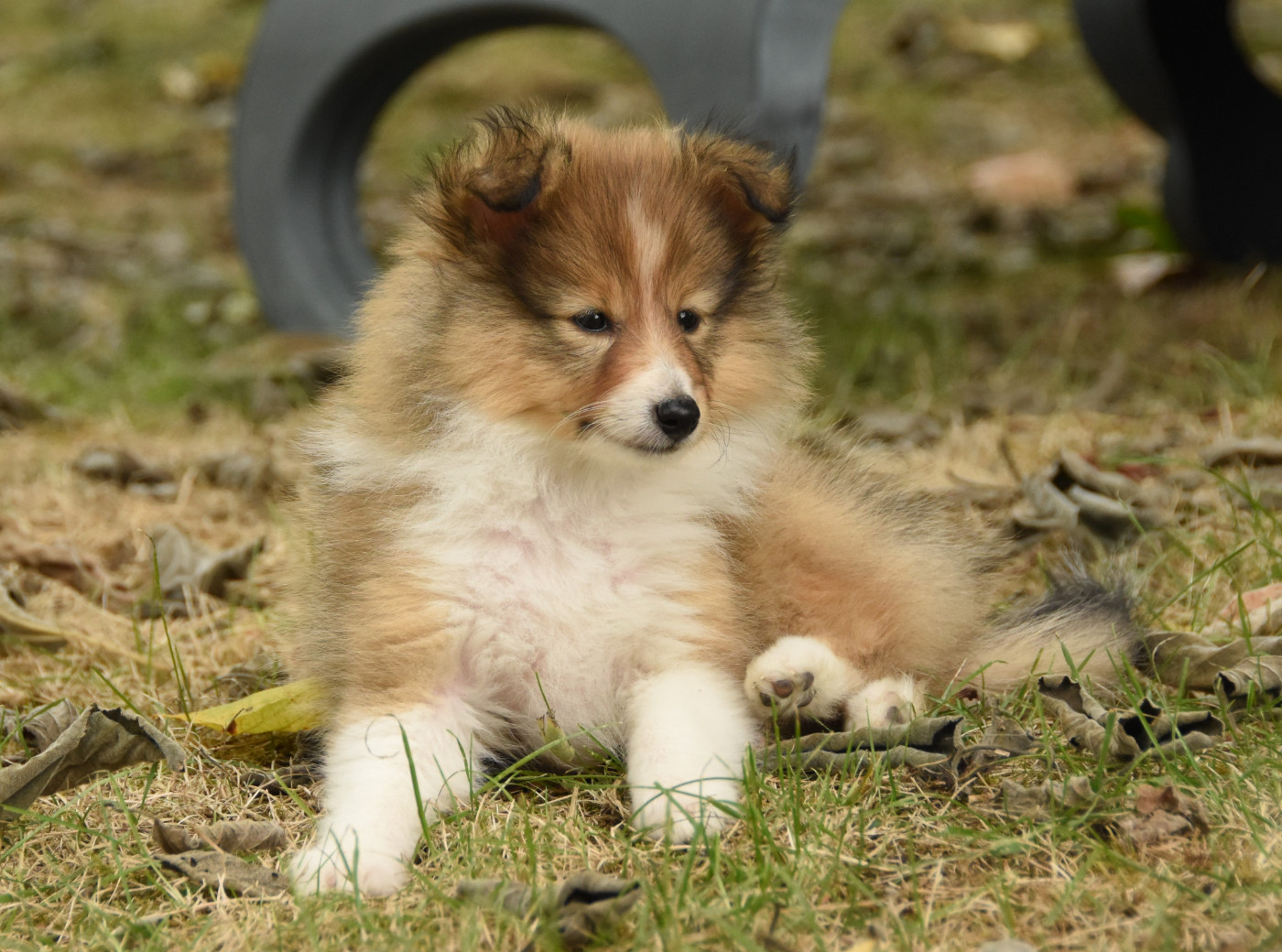 des Collines de Sagne - Chiots disponibles - Shetland Sheepdog