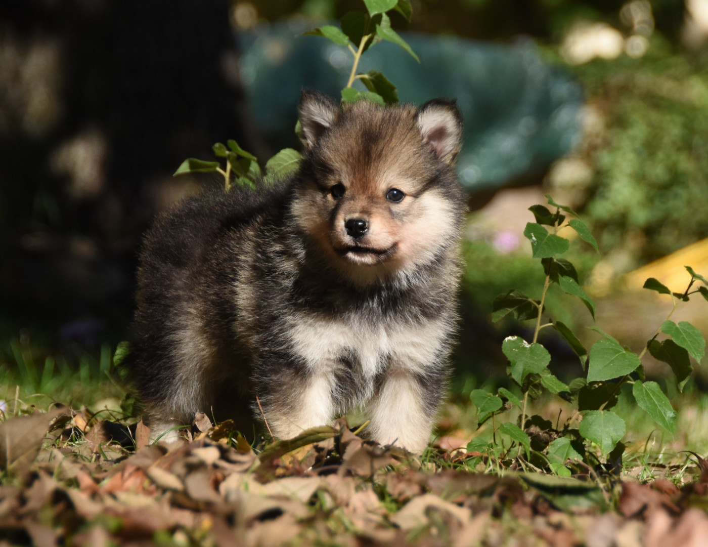 des Collines de Sagne - Chiots disponibles - Chien finnois de Laponie