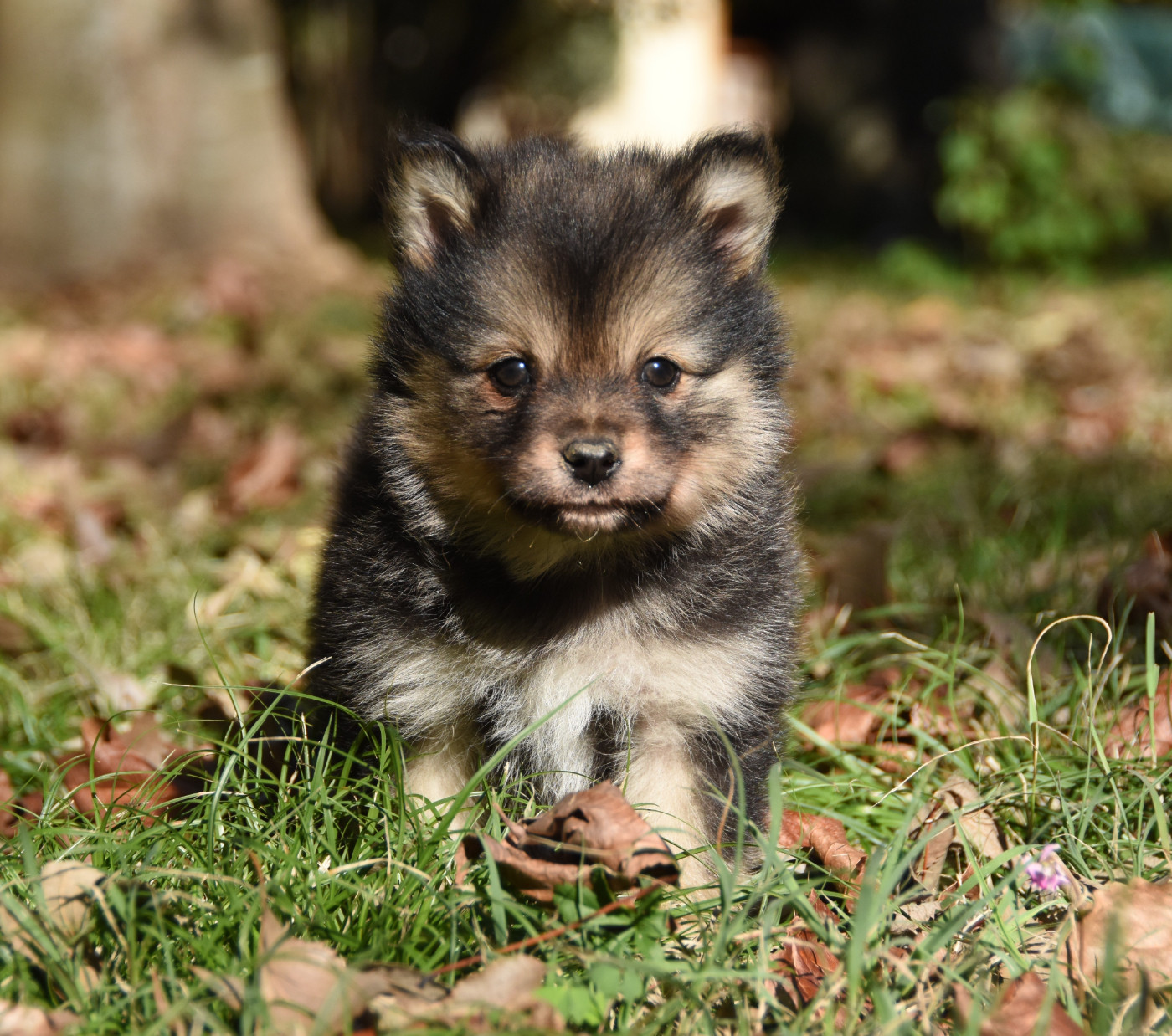 des Collines de Sagne - Chiots disponibles - Chien finnois de Laponie