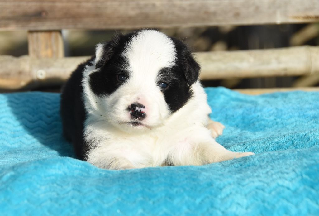des Collines de Sagne - Chiots disponibles - Border Collie
