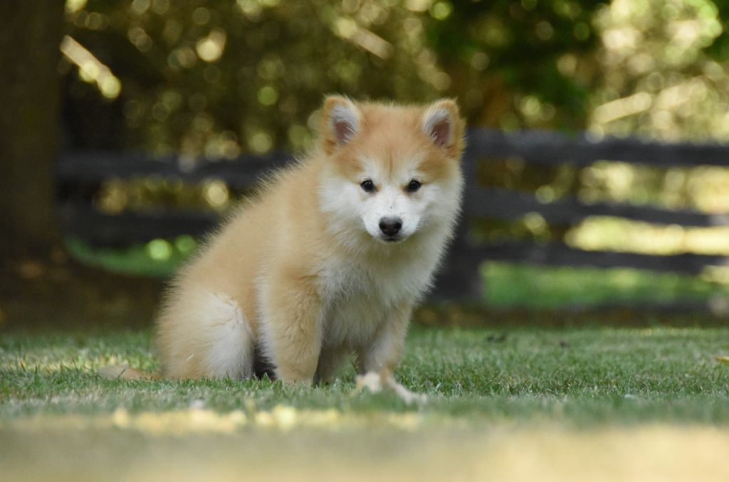 des Collines de Sagne - Chiots disponibles - Chien finnois de Laponie