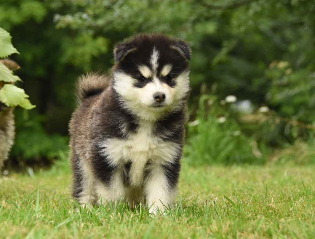 des Collines de Sagne - Chiots disponibles - Chien finnois de Laponie