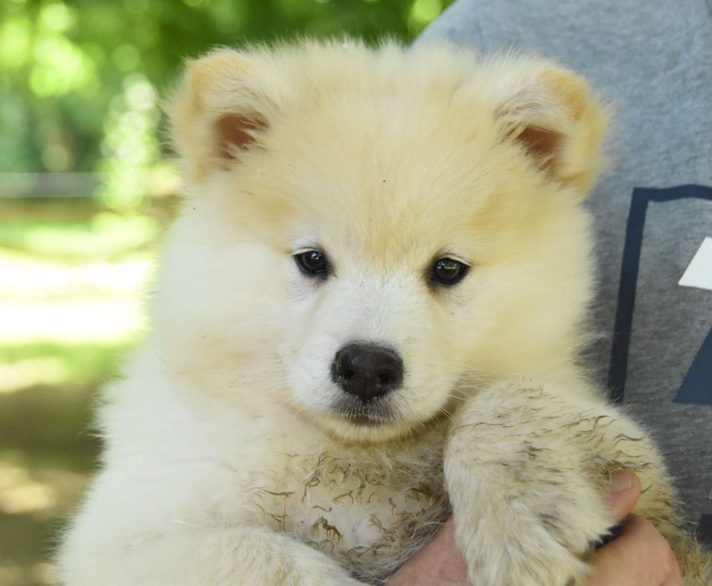 des Collines de Sagne - Chiots disponibles - Chien finnois de Laponie