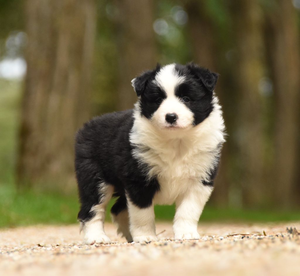 des Collines de Sagne - Chiots disponibles - Border Collie