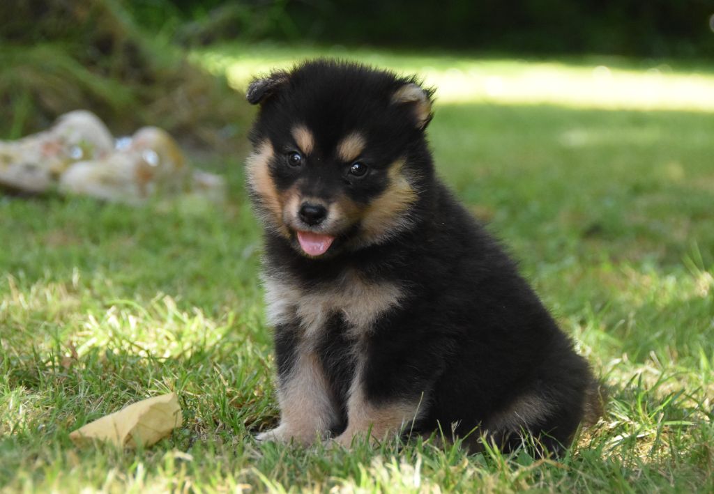 des Collines de Sagne - Chiots disponibles - Chien finnois de Laponie