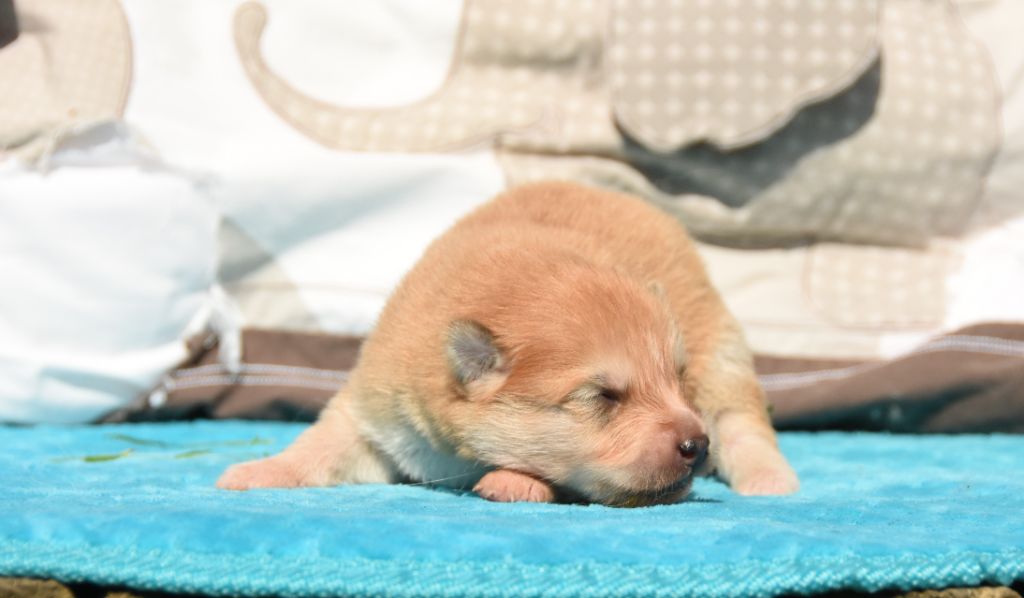 des Collines de Sagne - Chiots disponibles - Chien finnois de Laponie