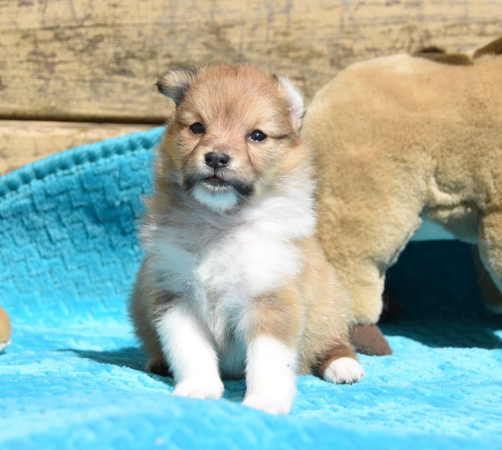 des Collines de Sagne - Chiots disponibles - Shetland Sheepdog