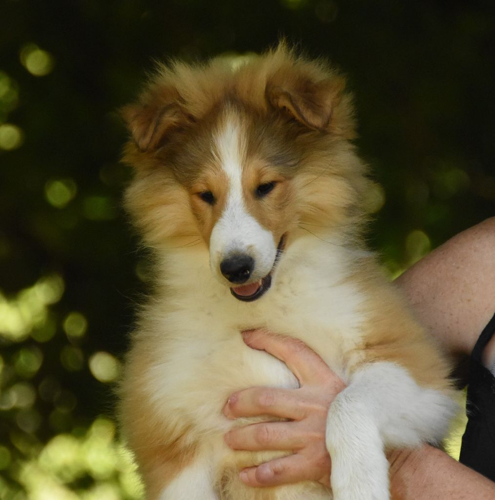 des Collines de Sagne - Chiots disponibles - Shetland Sheepdog