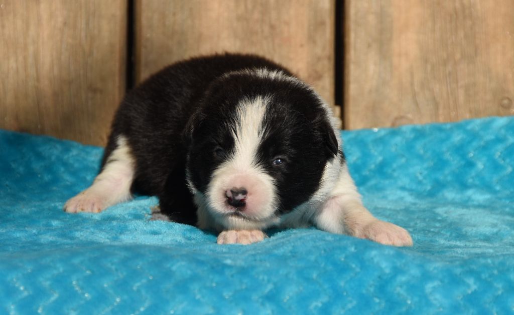 des Collines de Sagne - Border Collie - Portée née le 04/10/2025
