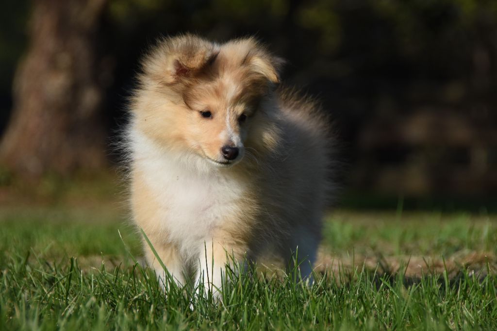 des Collines de Sagne - Chiots disponibles - Shetland Sheepdog