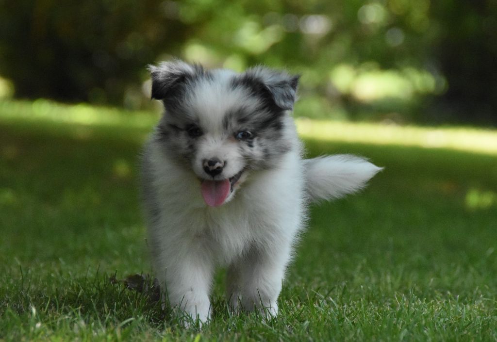 des Collines de Sagne - Chiots disponibles - Border Collie