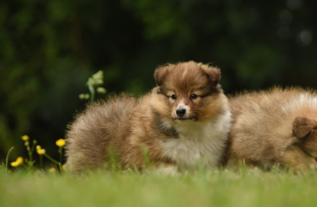 des Collines de Sagne - Chiots disponibles - Shetland Sheepdog