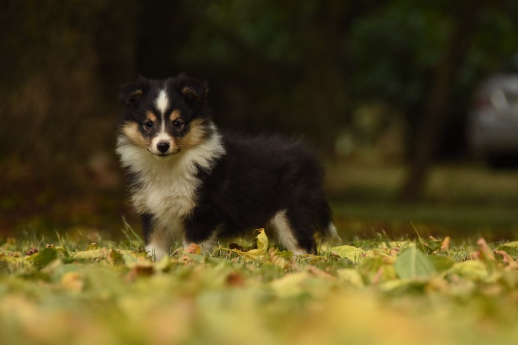 des Collines de Sagne - Chiots disponibles - Shetland Sheepdog