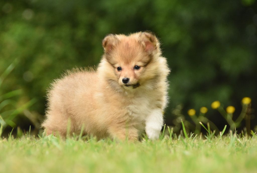 des Collines de Sagne - Chiots disponibles - Shetland Sheepdog