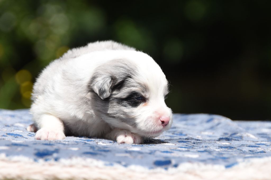 des Collines de Sagne - Chiots disponibles - Border Collie