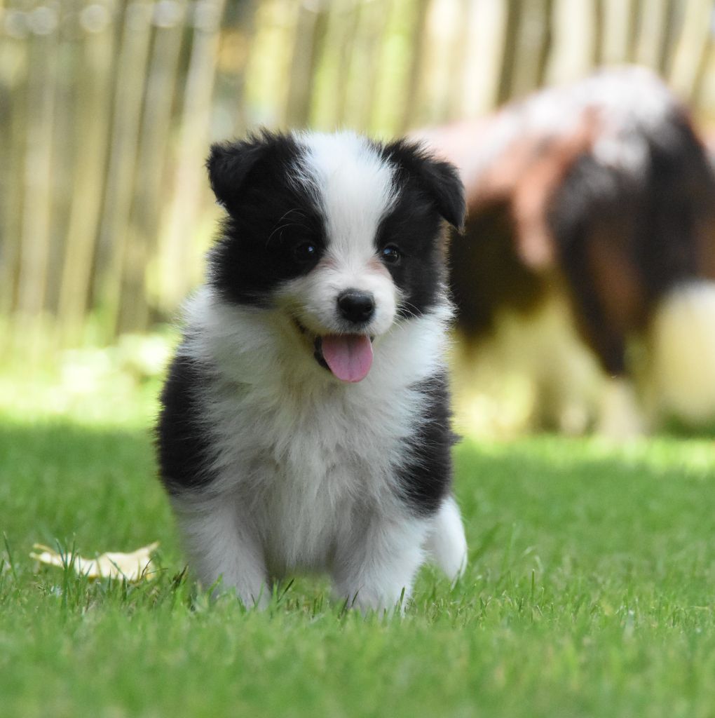 des Collines de Sagne - Chiots disponibles - Border Collie
