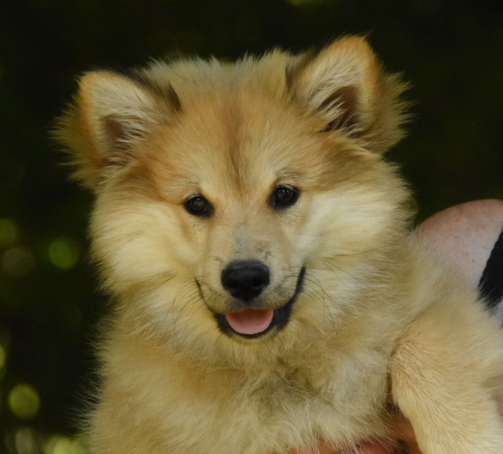 des Collines de Sagne - Chiots disponibles - Chien finnois de Laponie