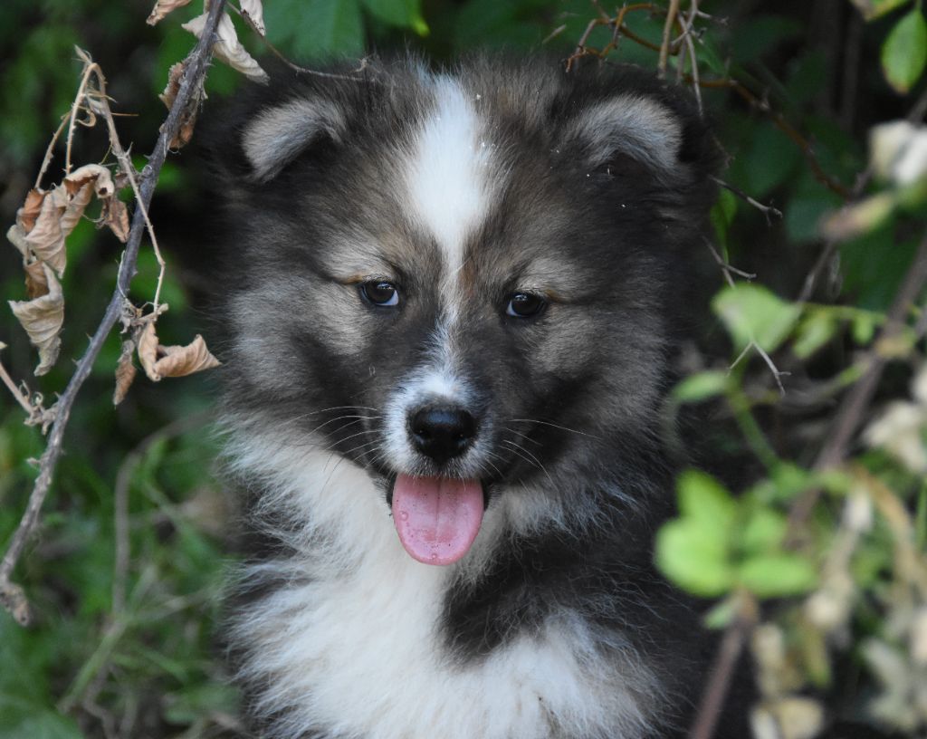 des Collines de Sagne - Chiots disponibles - Chien finnois de Laponie