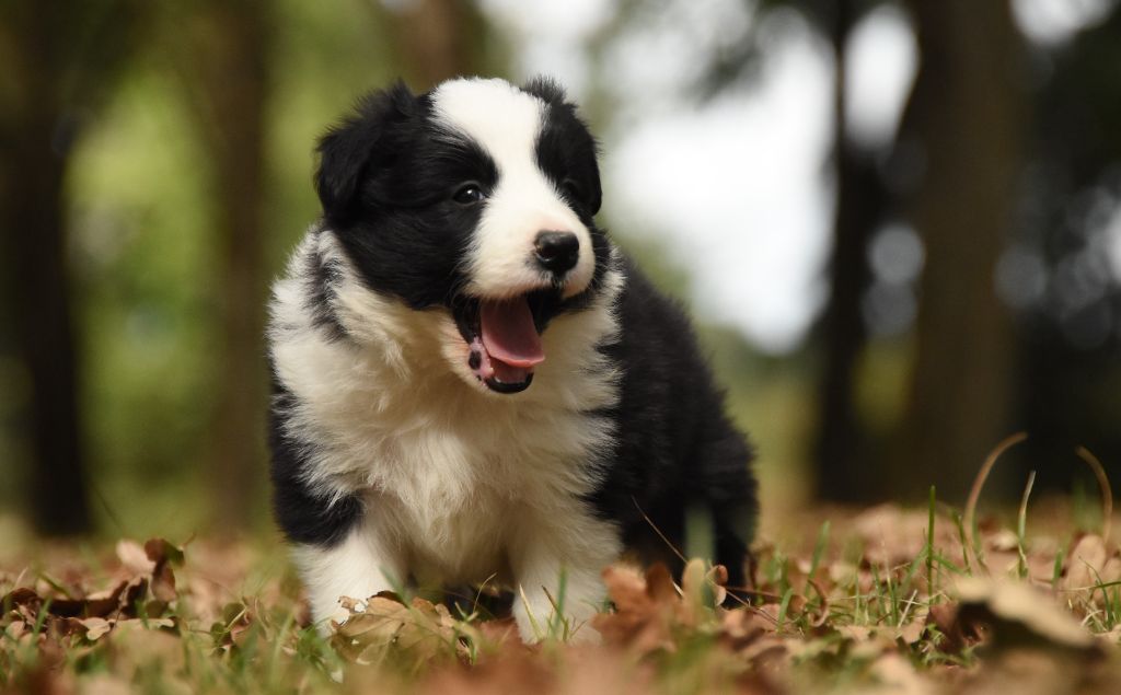 des Collines de Sagne - Chiots disponibles - Border Collie