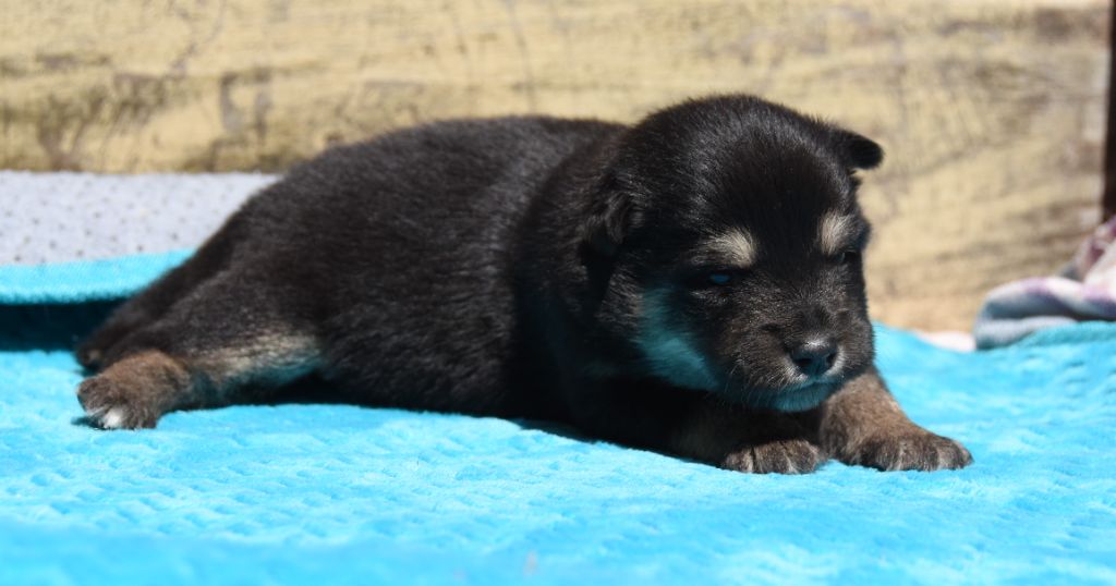 des Collines de Sagne - Chiots disponibles - Chien finnois de Laponie