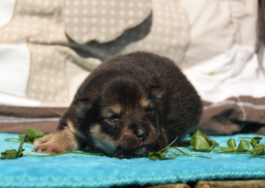 des Collines de Sagne - Chiots disponibles - Chien finnois de Laponie