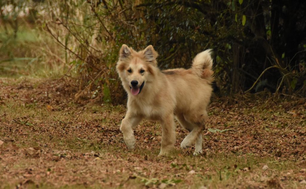 des Collines de Sagne - Chiots disponibles - Chien finnois de Laponie