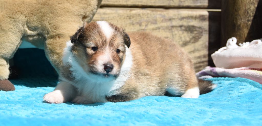 des Collines de Sagne - Chiots disponibles - Shetland Sheepdog
