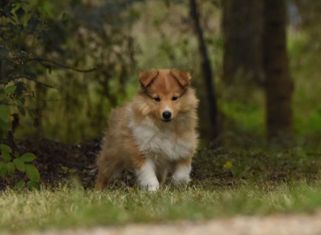 des Collines de Sagne - Shetland Sheepdog - Portée née le 22/07/2025