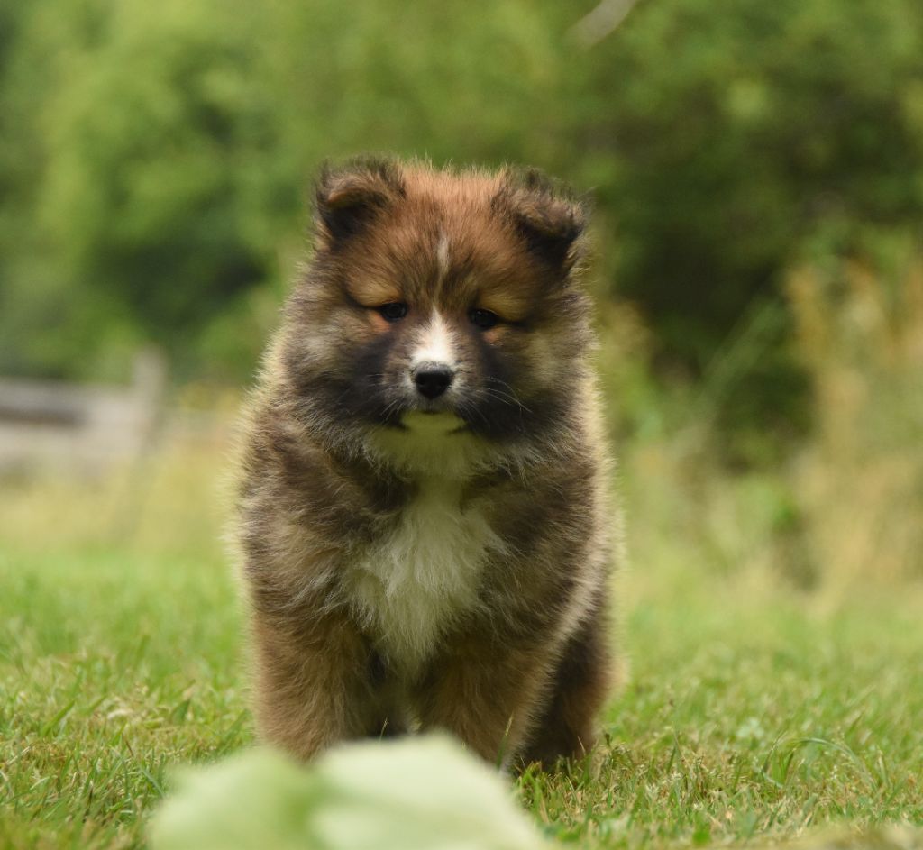 des Collines de Sagne - Chiots disponibles - Chien finnois de Laponie