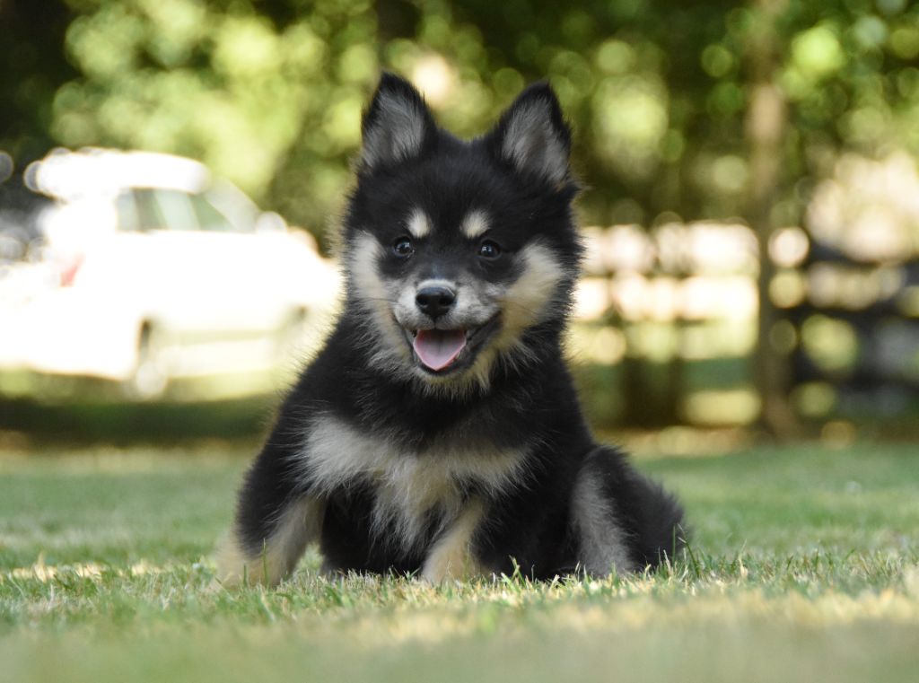 des Collines de Sagne - Chiots disponibles - Chien finnois de Laponie