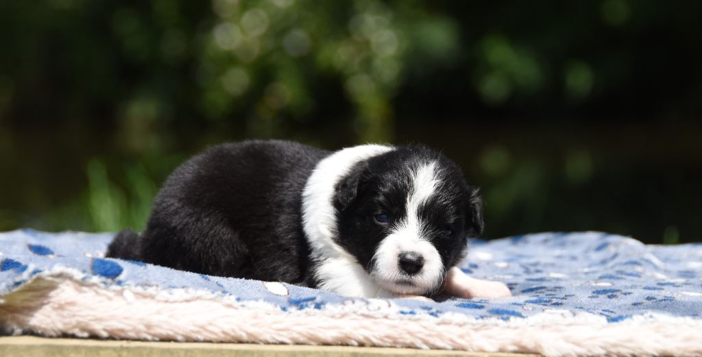 des Collines de Sagne - Chiots disponibles - Border Collie