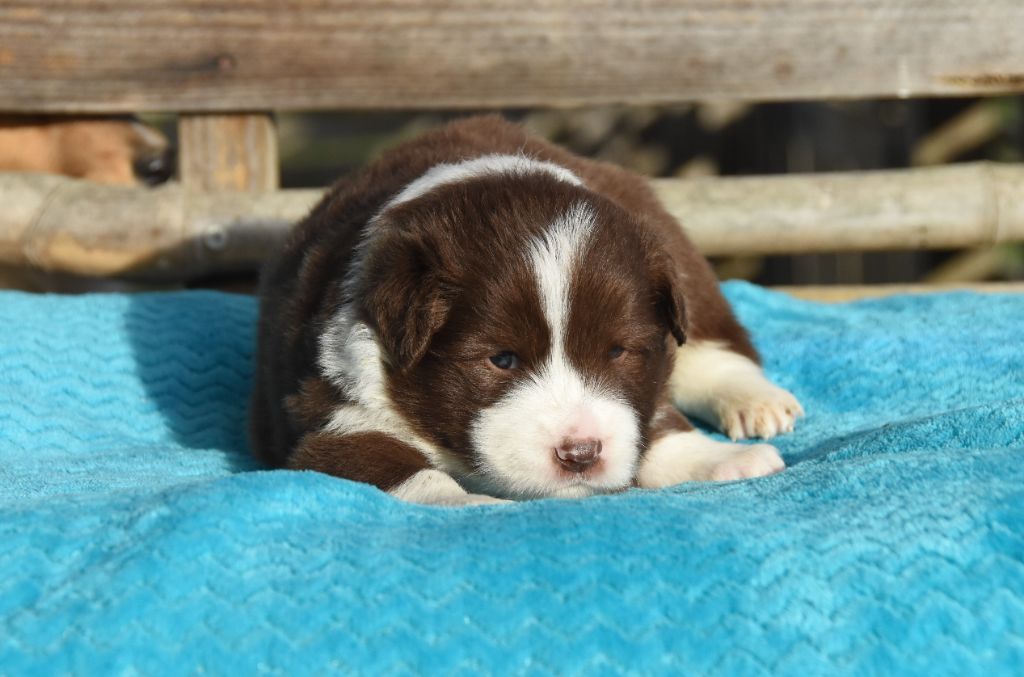 des Collines de Sagne - Chiots disponibles - Border Collie