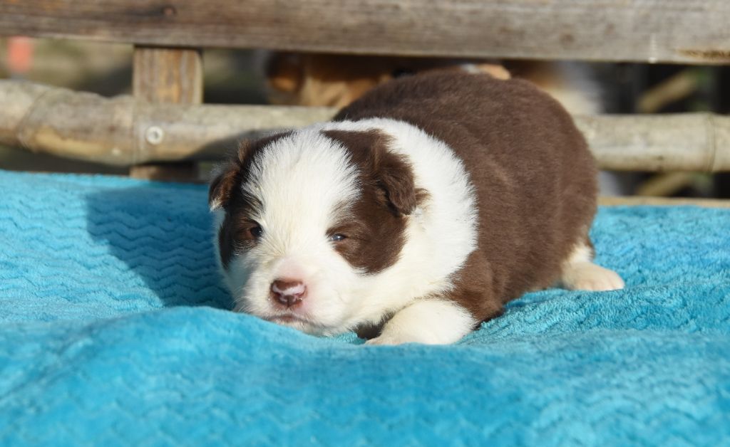 des Collines de Sagne - Chiots disponibles - Border Collie