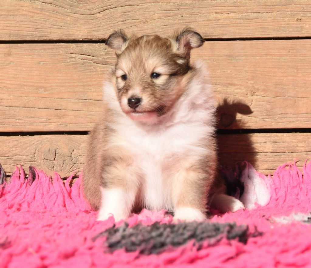 des Collines de Sagne - Chiots disponibles - Shetland Sheepdog