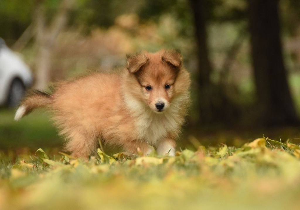 des Collines de Sagne - Shetland Sheepdog - Portée née le 29/07/2025