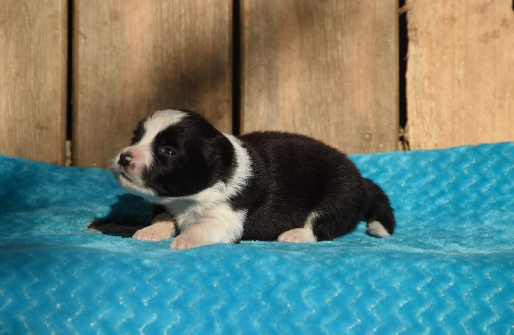 des Collines de Sagne - Chiots disponibles - Border Collie