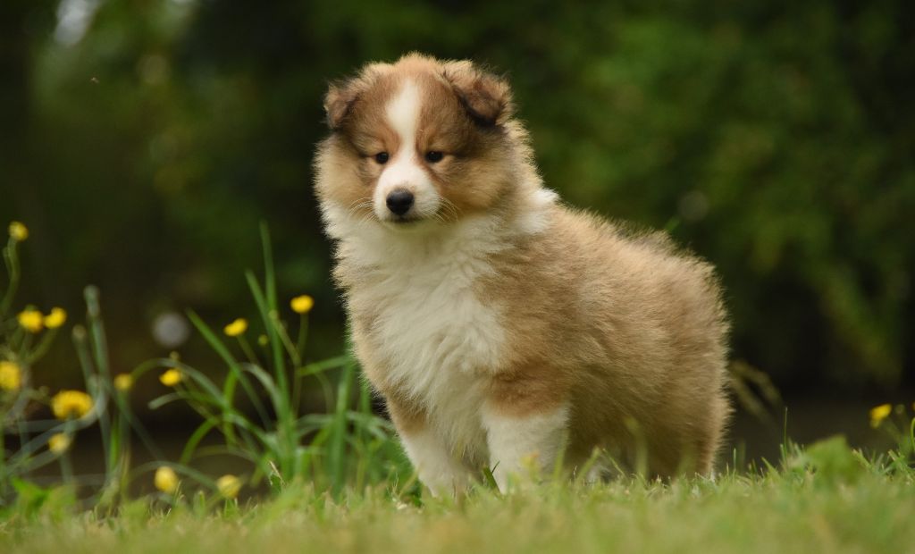 des Collines de Sagne - Chiots disponibles - Shetland Sheepdog