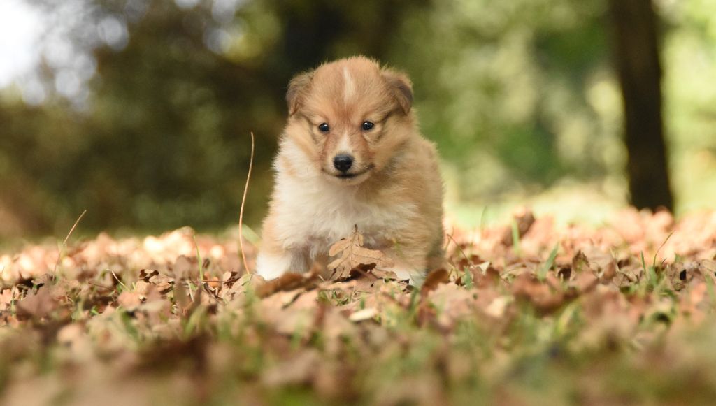 des Collines de Sagne - Chiots disponibles - Shetland Sheepdog