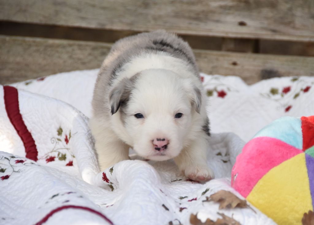 des Collines de Sagne - Chiots disponibles - Border Collie
