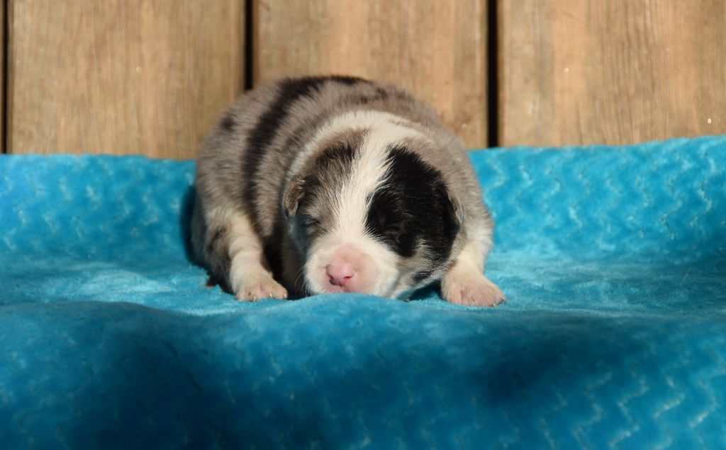 des Collines de Sagne - Chiots disponibles - Border Collie