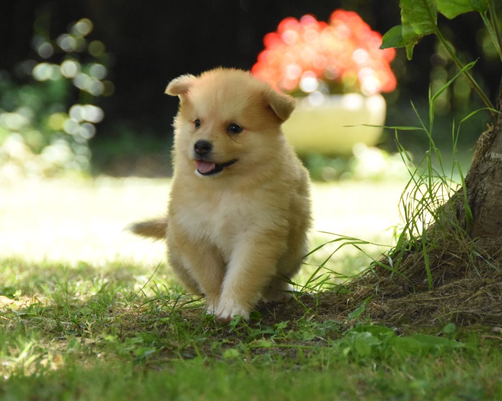 des Collines de Sagne - Chiots disponibles - Chien finnois de Laponie