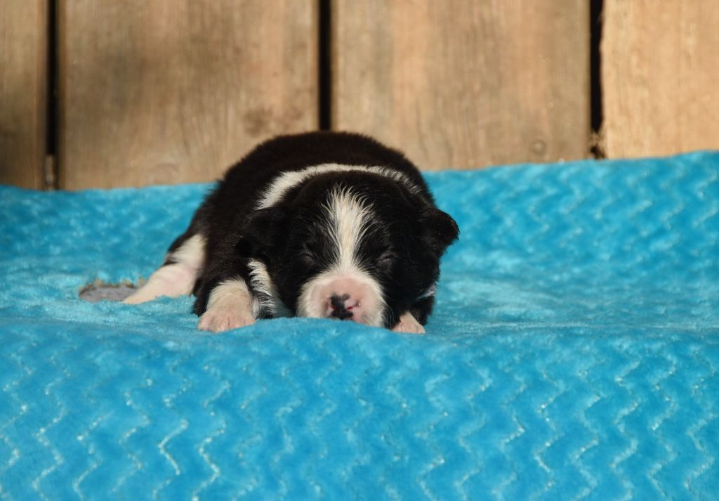 des Collines de Sagne - Chiots disponibles - Border Collie